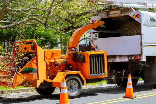Best Seasonal Cleanup (Spring/Fall)  in St Albans, WV