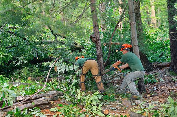 Best Stump Grinding and Removal  in St Albans, WV