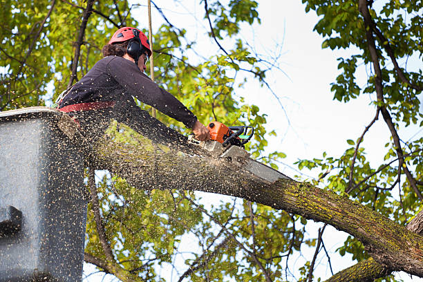 Organic Lawn Care Solutions in St Albans, WV