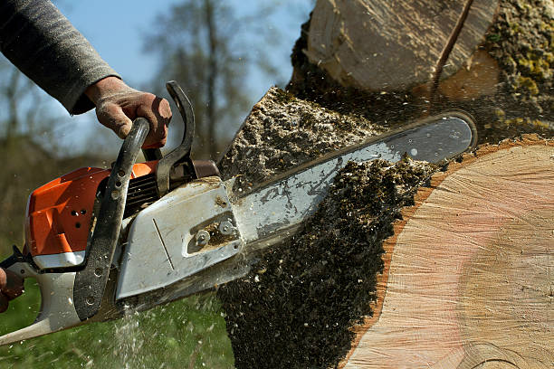 Leaf Removal in St Albans, WV