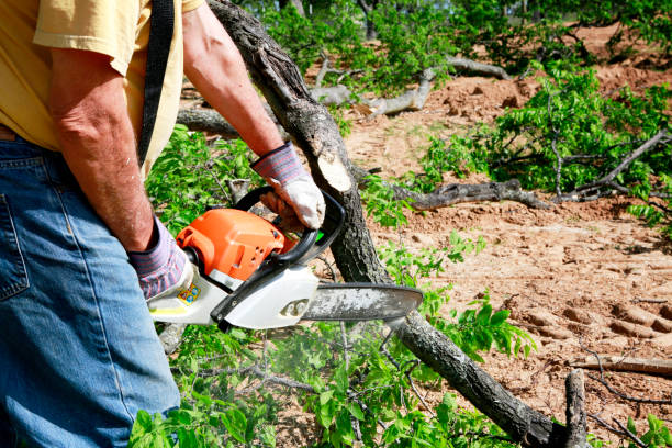 How Our Tree Care Process Works  in  St Albans, WV